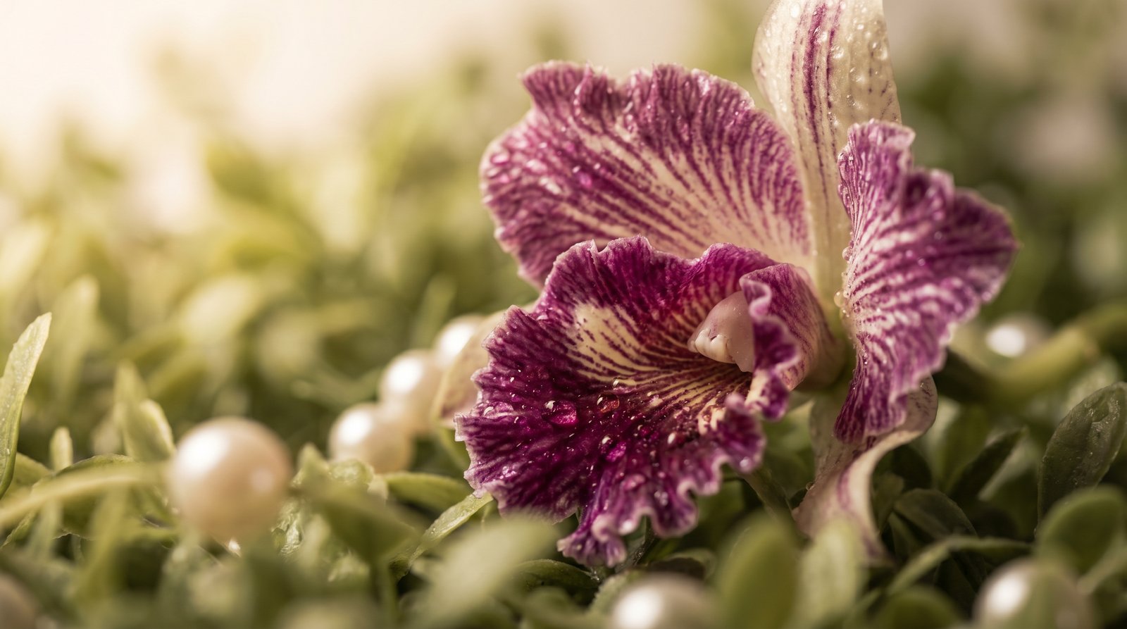 高清动漫视频-珍稀兰花品种鉴赏视频教程